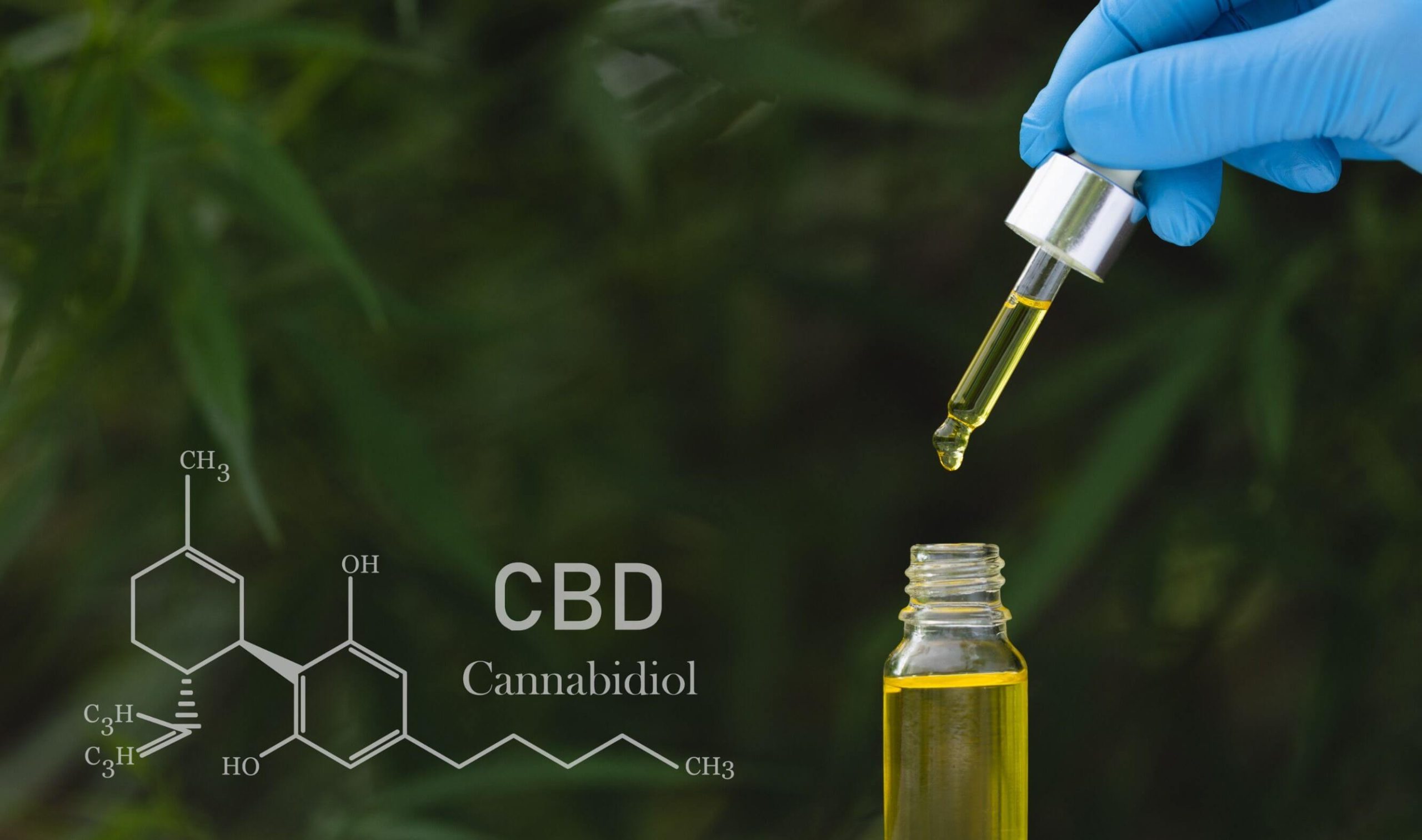 Cannabidiol : Que faut-il savoir sur les fleurs de CBD